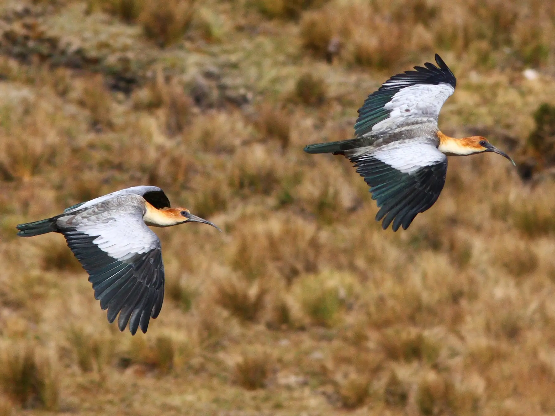 Bandurria: El pájaro volador - Dónde emigran las bandurrias bandurria pajaro vuelo - Dónde emigran las bandurrias