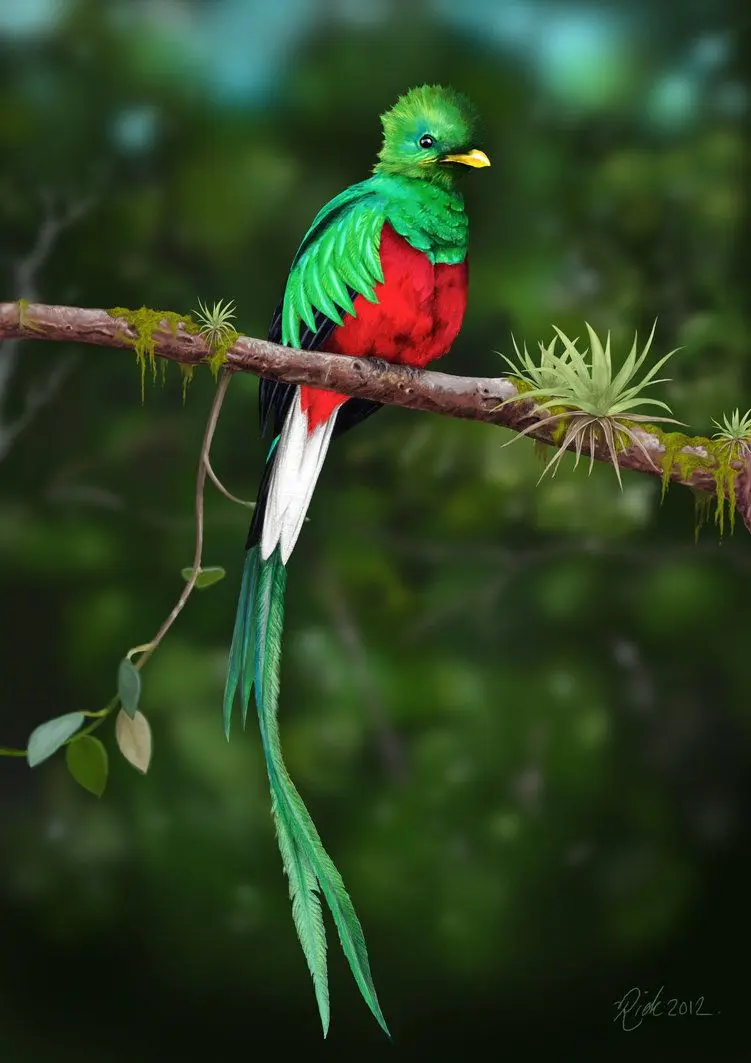Ave Nacional de Guatemala: Quetzal - Dónde está el ave nacional de Guatemala ave nacional de guatemala - Dónde está el ave nacional de Guatemala