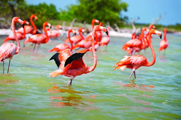 flamenco ave habitat - Dónde habita el flamenco