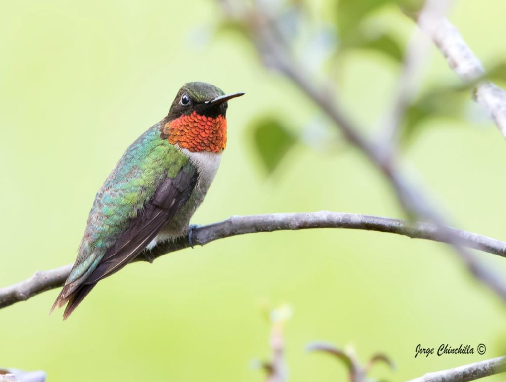 ave podicipediforme americana parecida al colibri - Dónde habita el pájaro zunzuncito