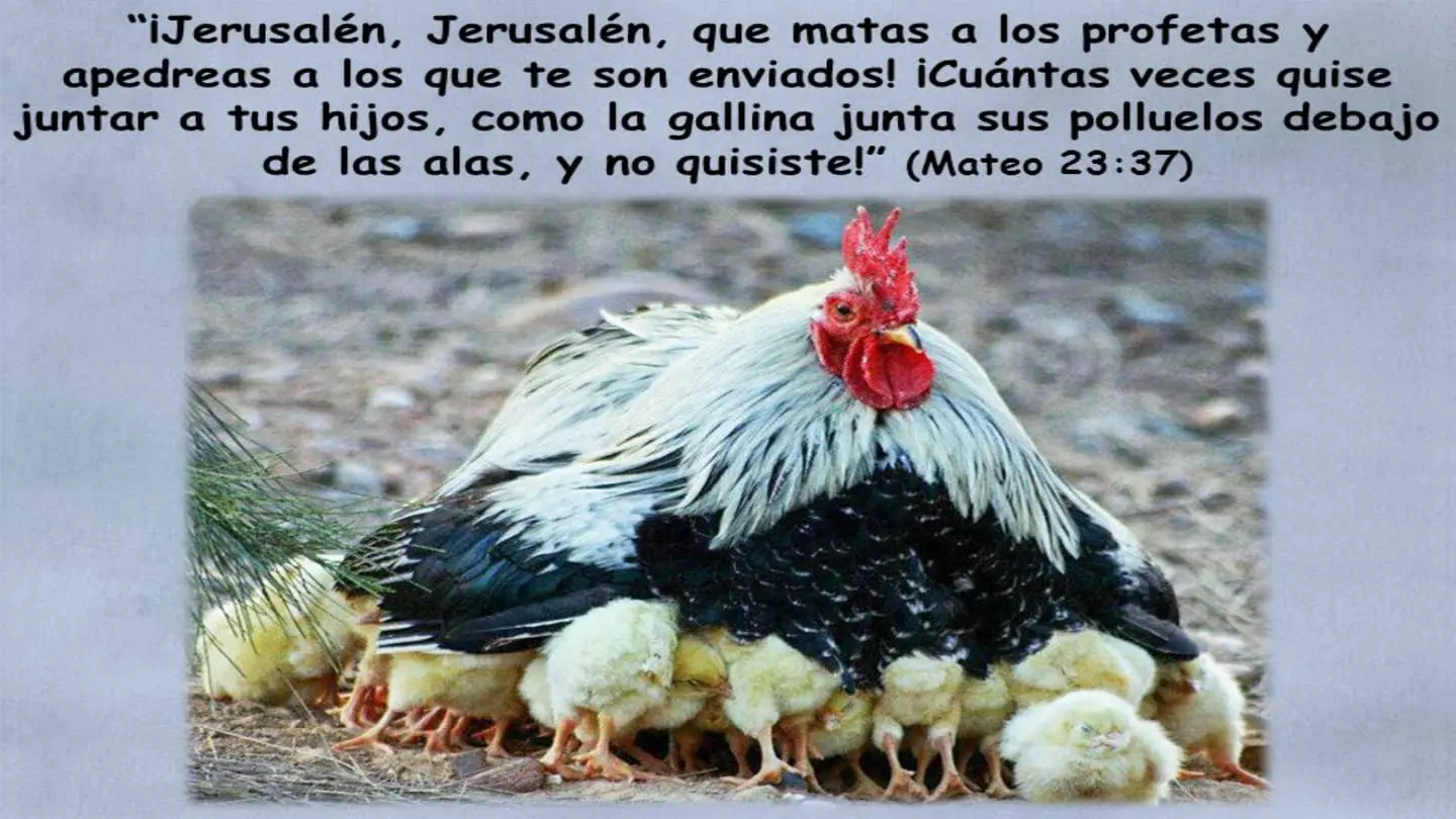 ave protectora de sus polluelos - Dónde habla la Biblia de los pájaros de acero