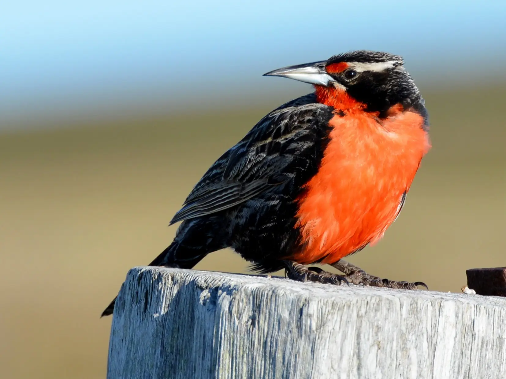 aves argentinas loica comun - Dónde hacen los nidos Las Loicas