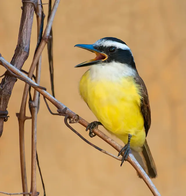 aves argentinas benteveo - Dónde hacen los nidos los benteveos