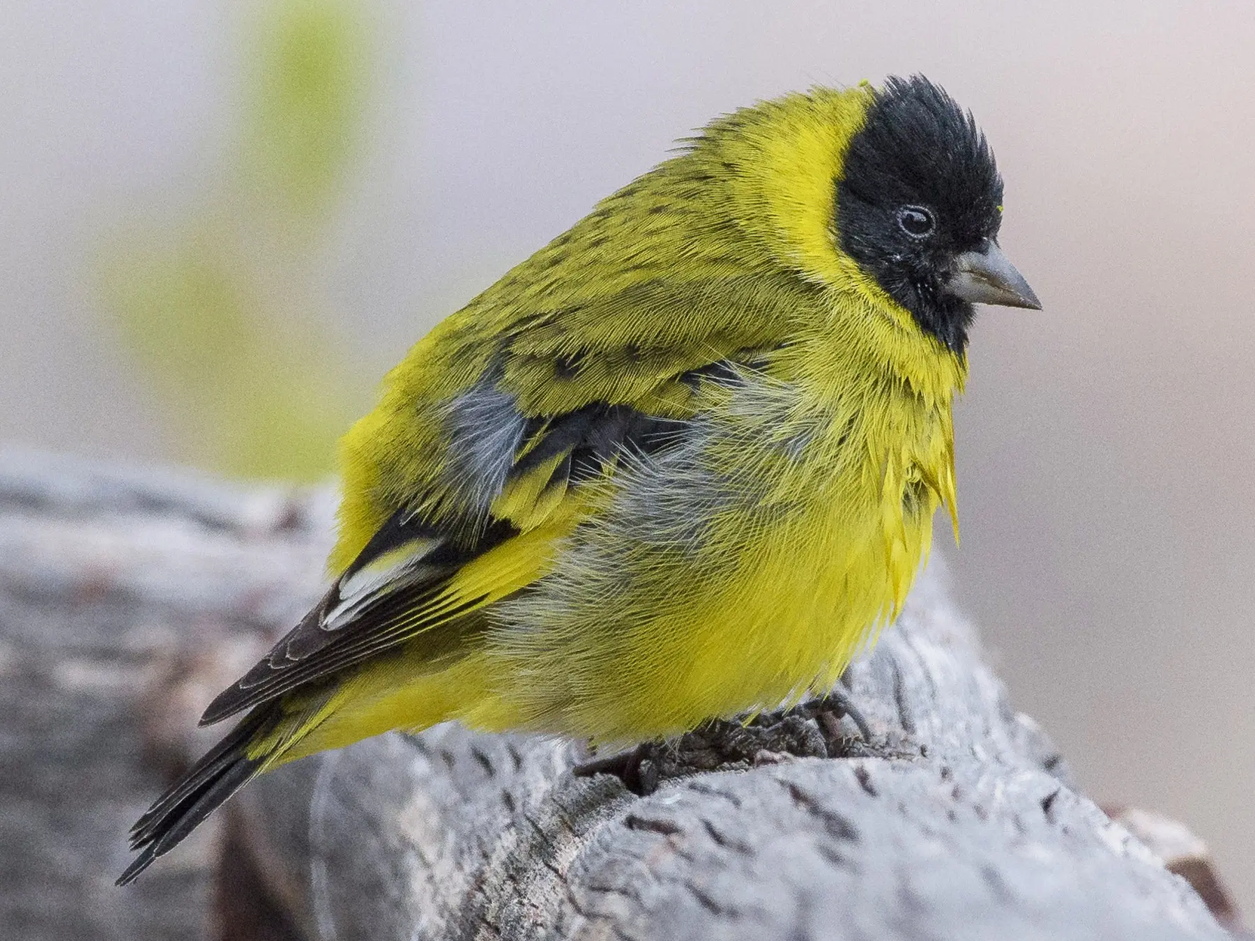 cabecita negra pajaro solitario - Dónde hacen los nidos los cabecitas negras