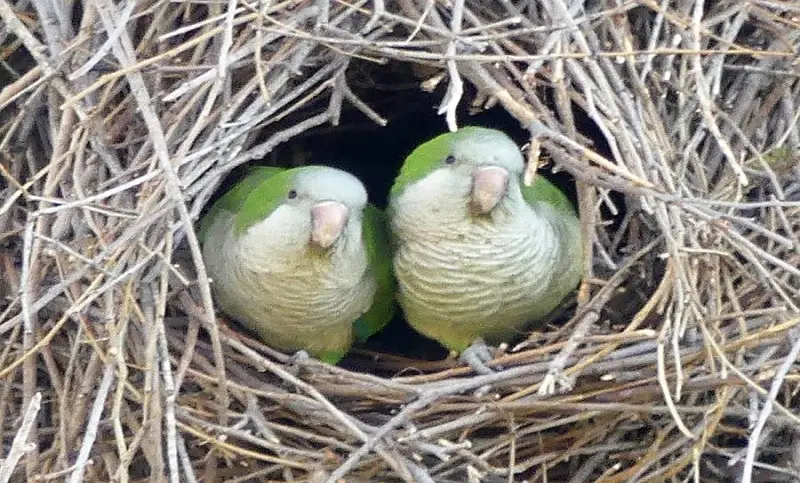 arbol donde hacen nido los loro - Dónde hacen nido las cotorras
