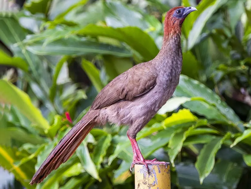 ave guacharaca - Dónde hacen nidos las guacharacas