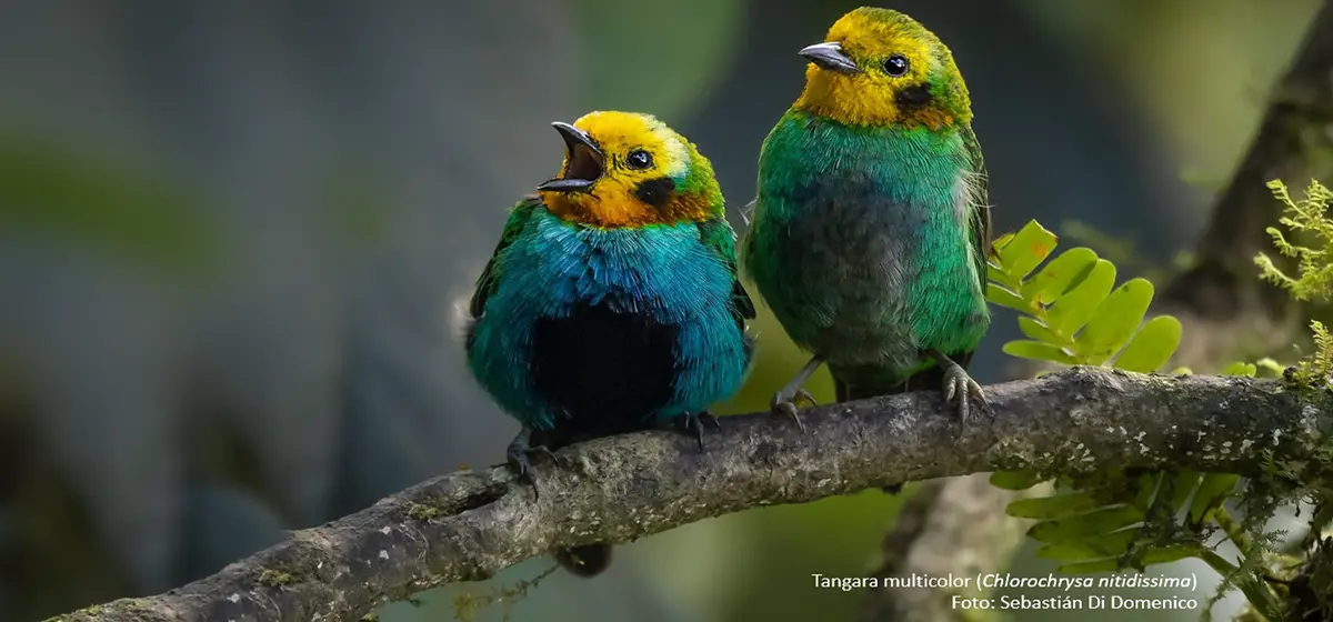 avistamiento de aves en colombia - Dónde hacer avistamiento de aves en Bogotá