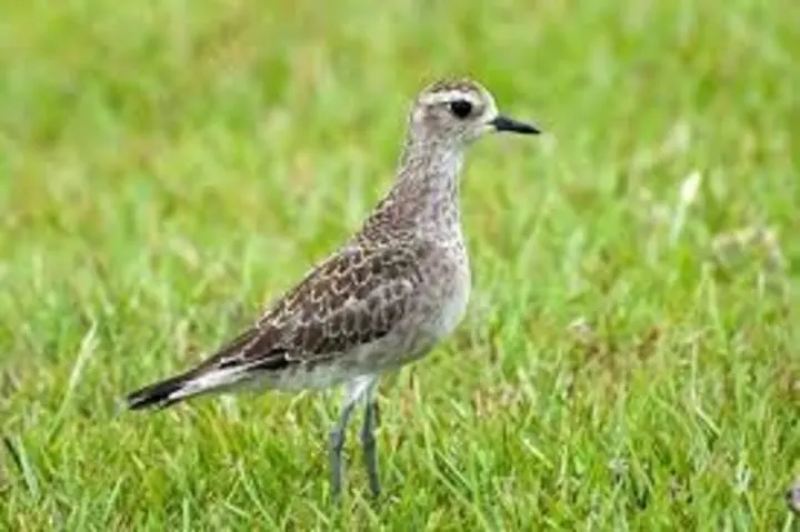 aves migratorias de argentina - Dónde migran las golondrinas de Argentina