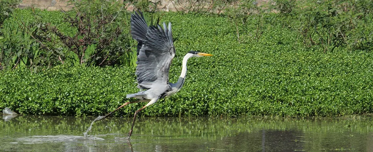 santuario de aves buenos aires - Dónde puedo dejar una paloma herida