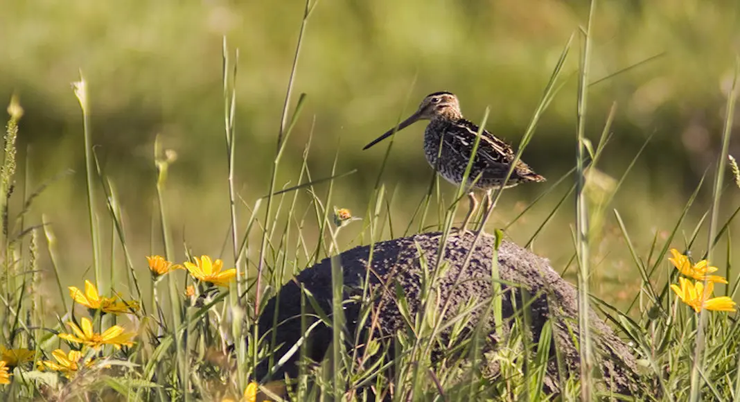 avistaje de aves en argentina - Dónde puedo observar aves en Argentina