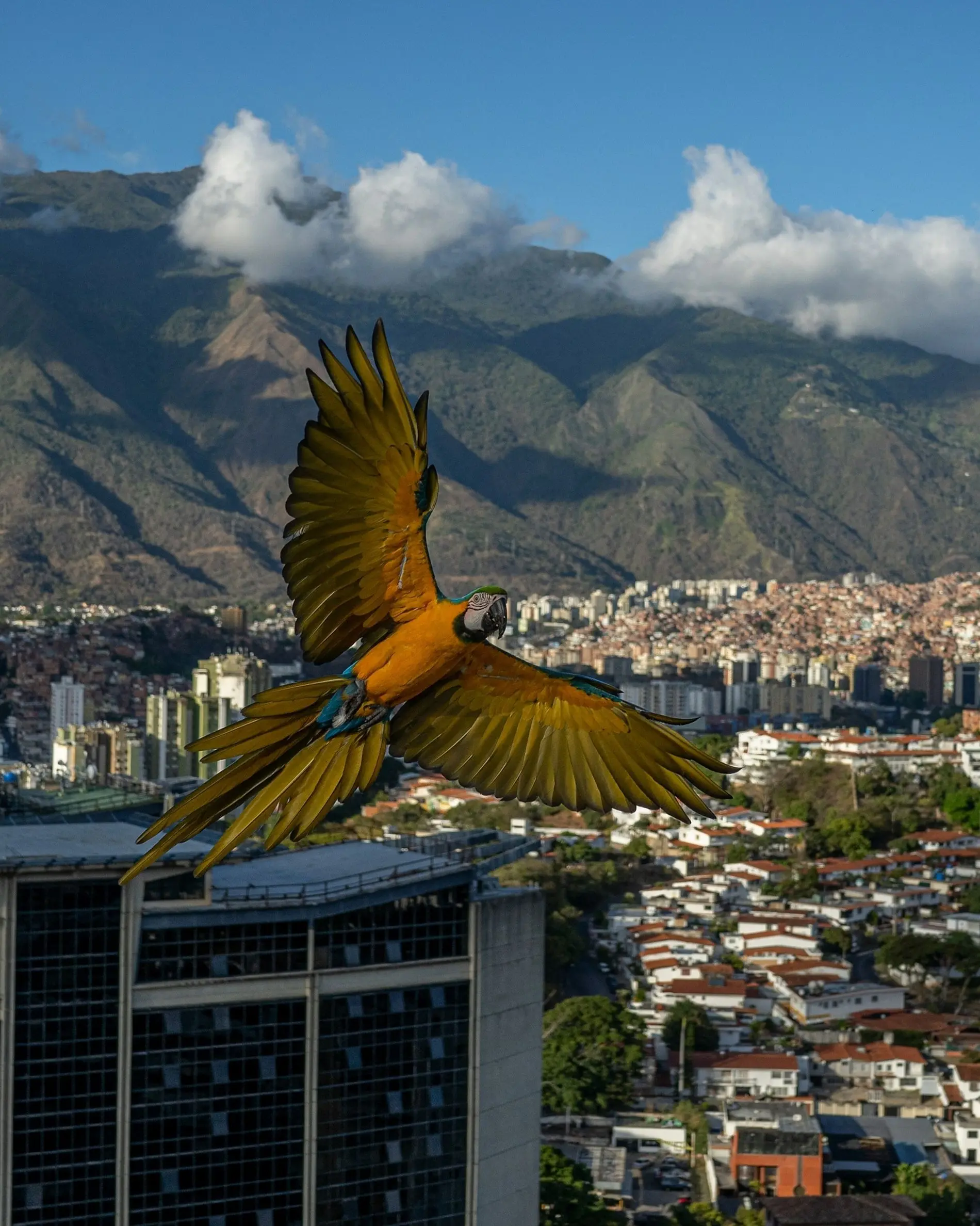 Guacamayo en Caracas: Una especie en peligro - Dónde puedo ver guacamayas en Caracas guacamayo en caracas - Dónde puedo ver guacamayas en Caracas