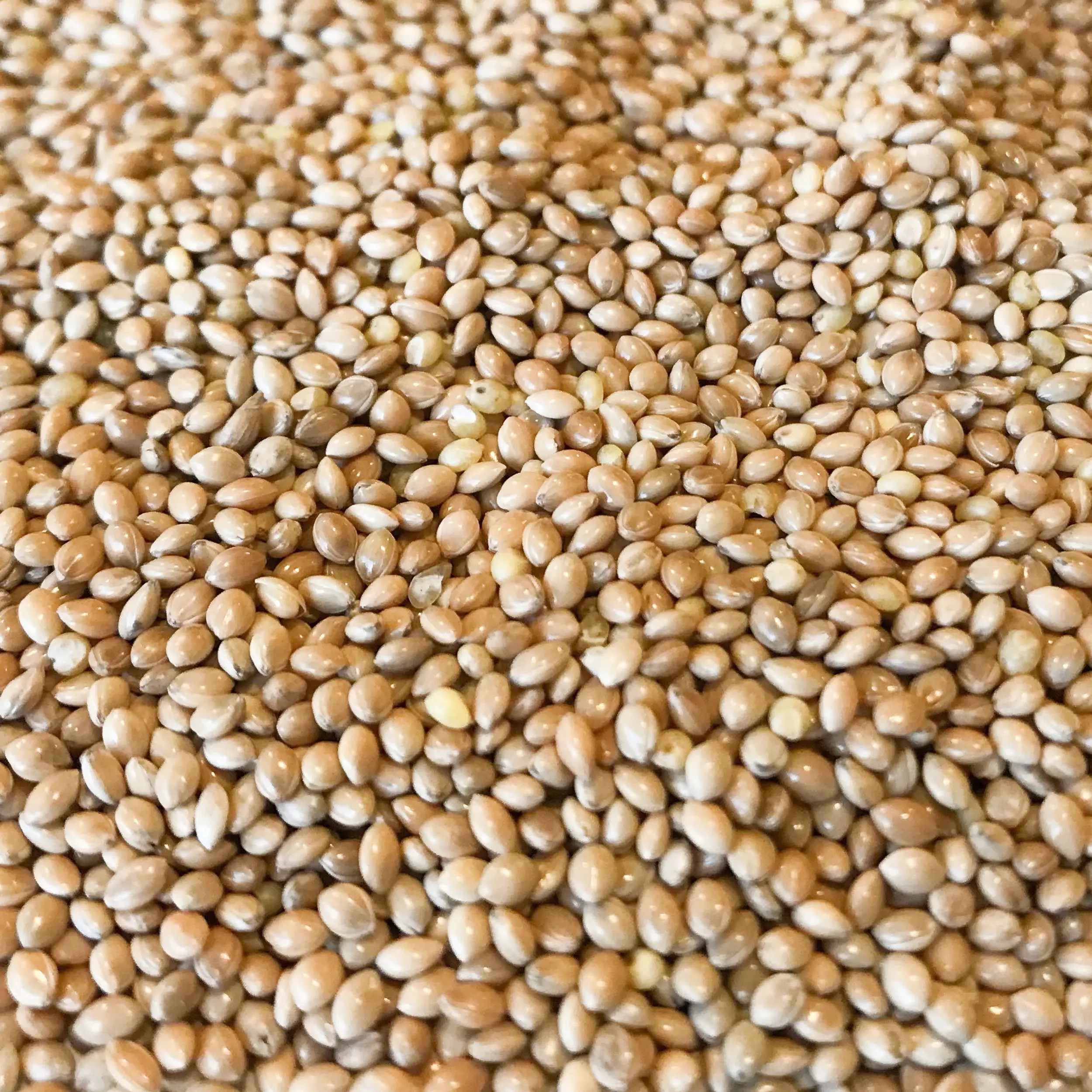 alimentos para pajaros mijo en caba - Dónde se cultiva el mijo en Argentina