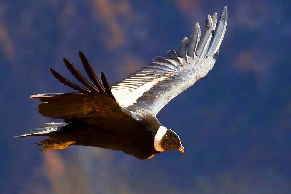 condor ave chilena - Dónde se encuentra el cóndor en Chile