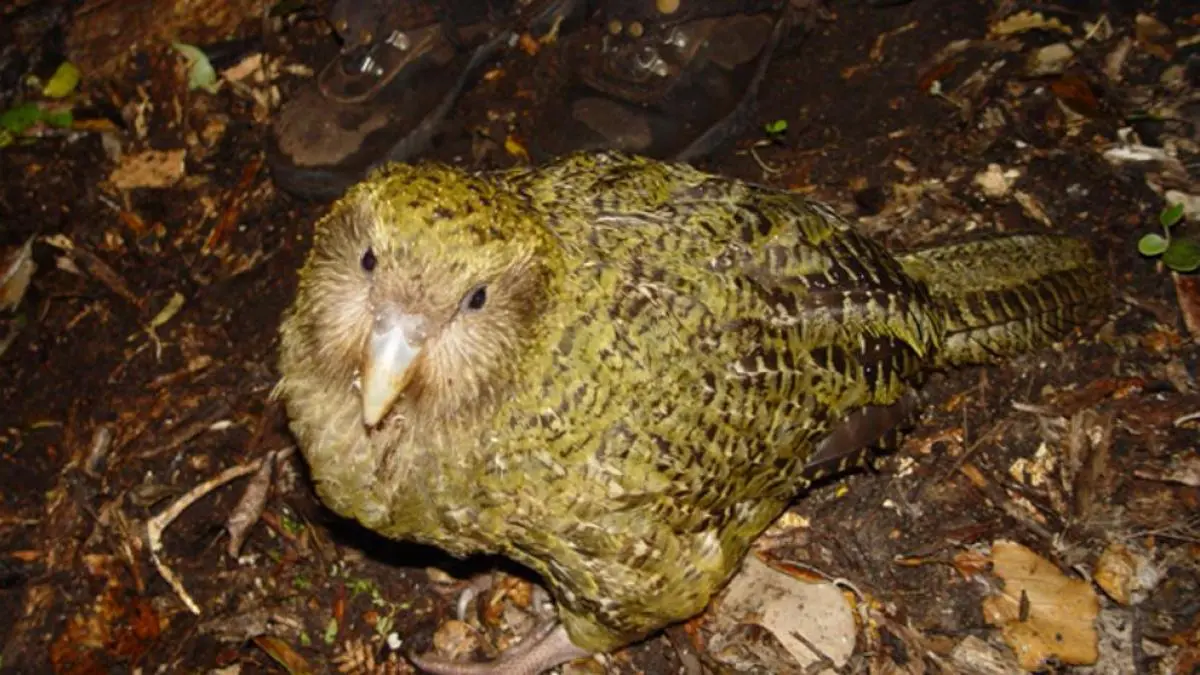 ave no voladora cacapo - Dónde se encuentra el kakapo