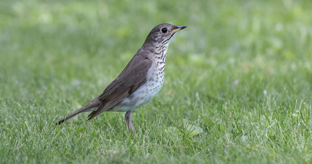 Ave Zorzal Chiguanco: Características, Hábitat y Conservación - Dónde se encuentra el zorzal gris ave zorzal chiguanco - Dónde se encuentra el zorzal gris