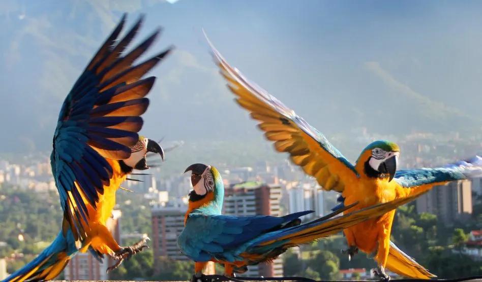 Guacamayo en Caracas: Una especie en peligro - Dónde se encuentra la guacamaya en Venezuela guacamayo en caracas - Dónde se encuentra la guacamaya en Venezuela