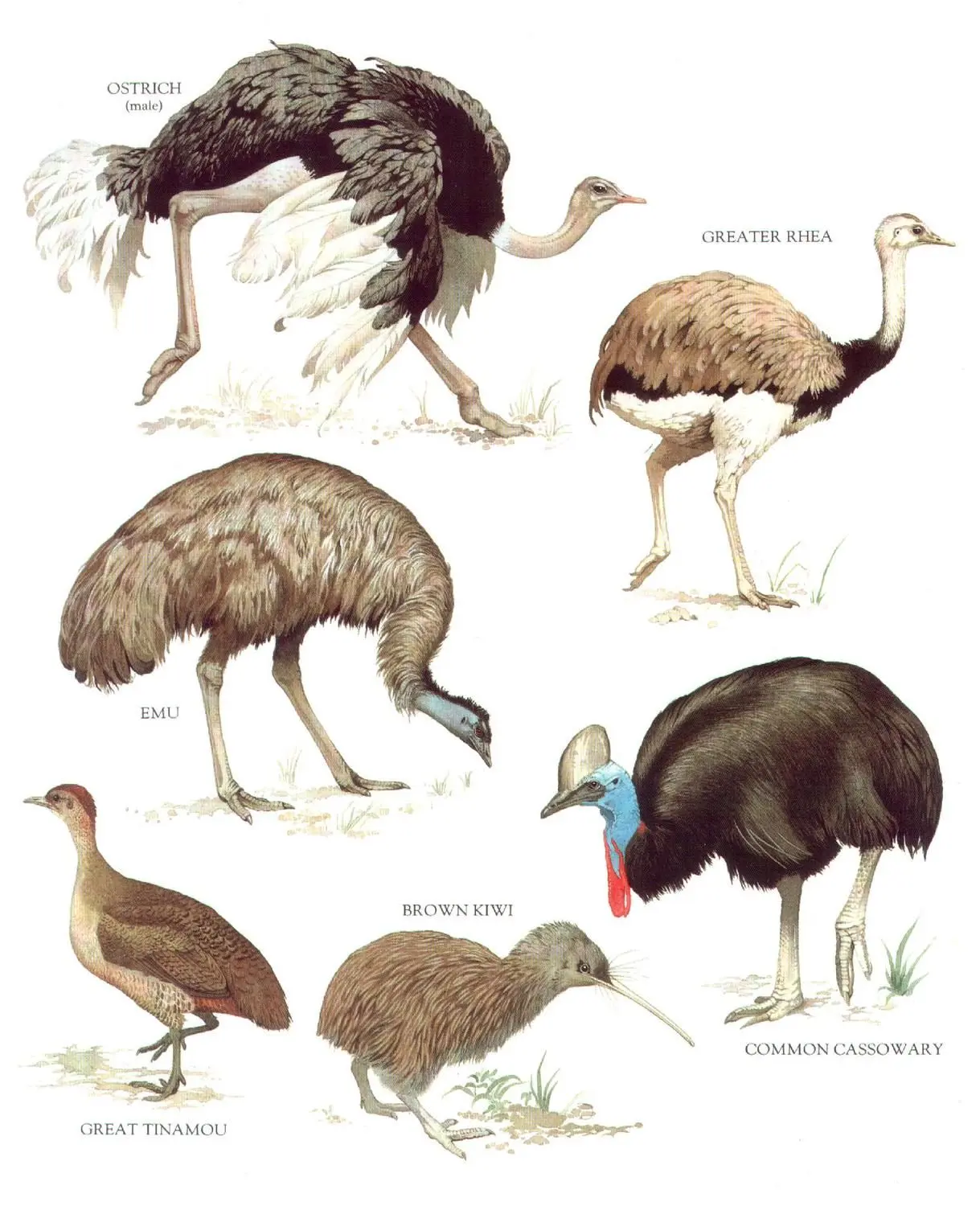 se dice de las aves corredoras - Dónde se encuentran las aves corredoras