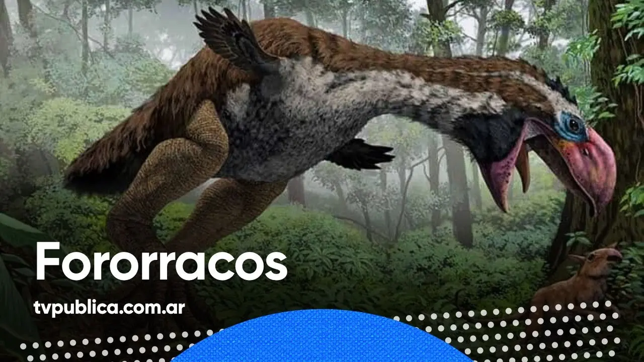 fororracos aves del terror - Dónde se encuentran las aves del terror