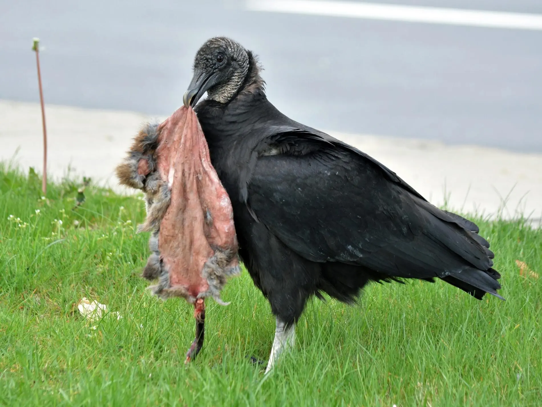 ave gallinazo - Dónde se encuentran los gallinazos