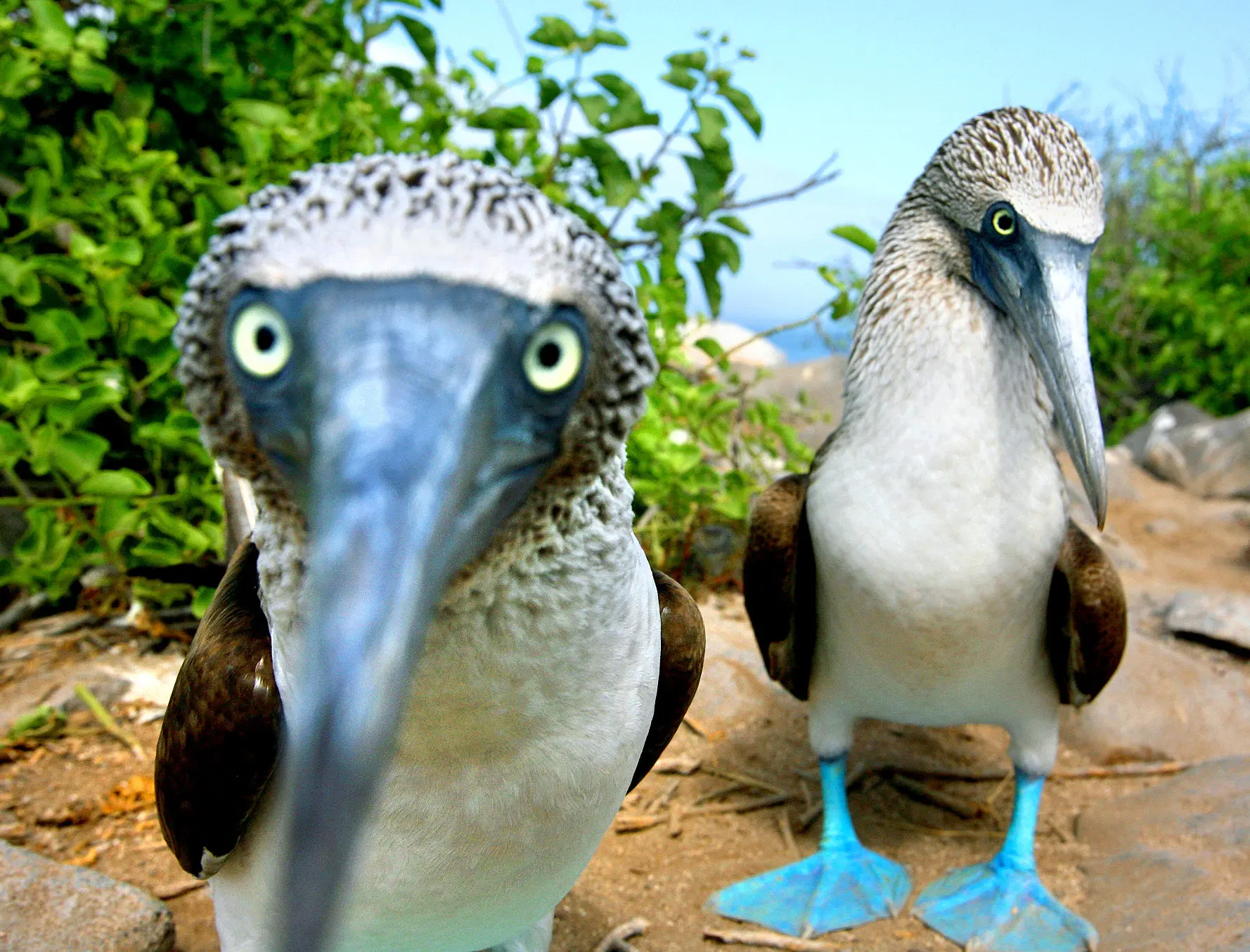 ave marina de patas azules - Dónde se encuentran los piqueros de patas azules