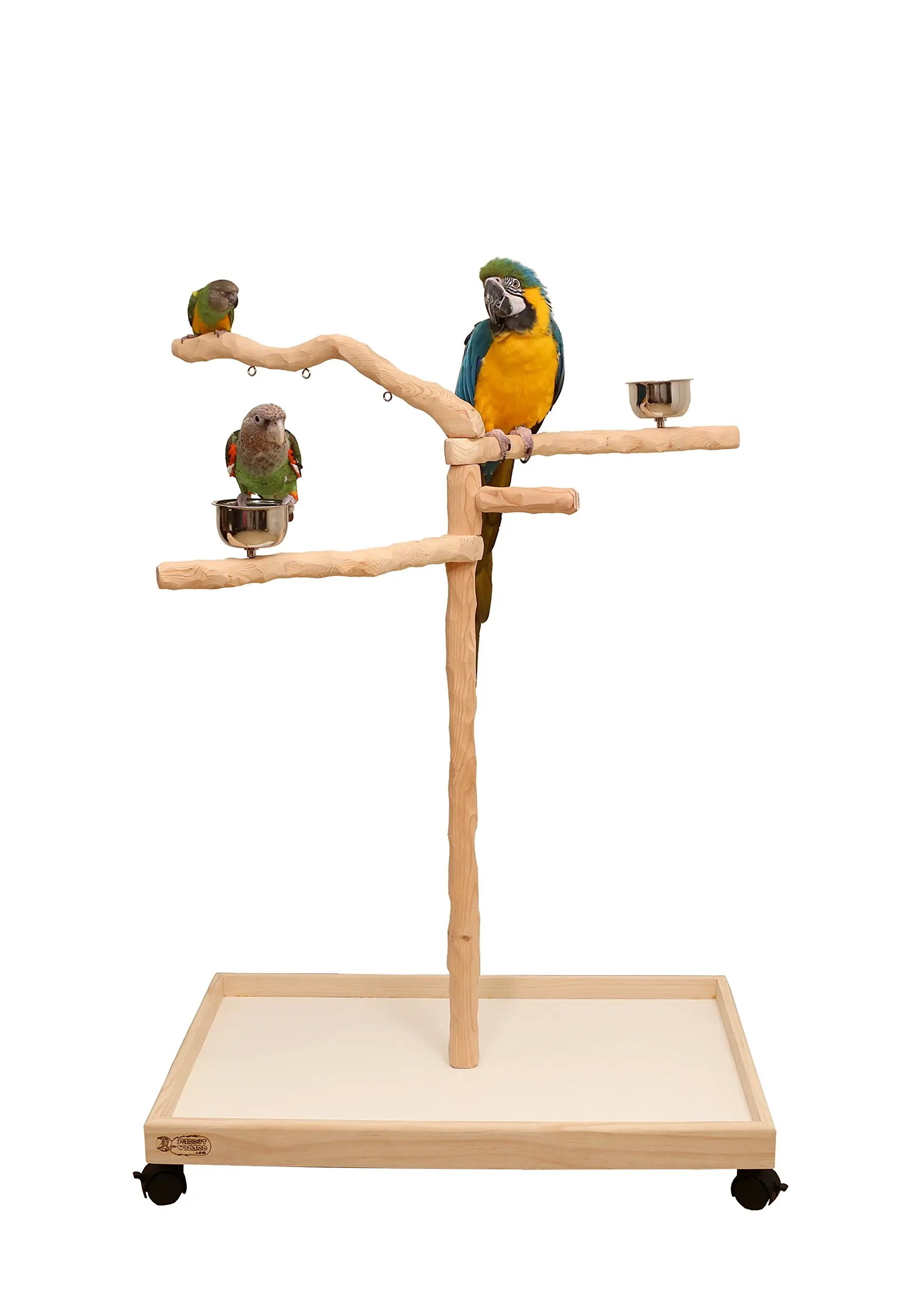 Cómo bajar un loro de un árbol - Dónde se esconden los loros como bajar un loro de un arbol - Dónde se esconden los loros