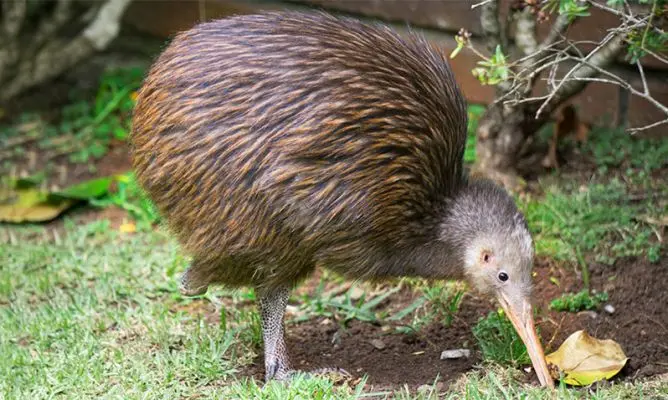 ave kiwi origen - Dónde se origina el kiwi