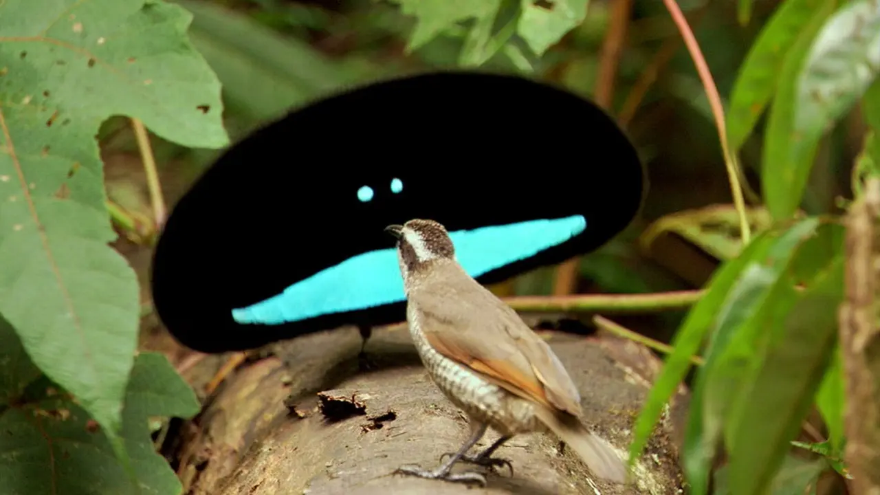 Danza de Aves - Dónde se originó la danza de los pájaros danza de aves - Dónde se originó la danza de los pájaros