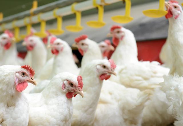 produccion de aves en chile - Dónde se producen más huevos en Chile