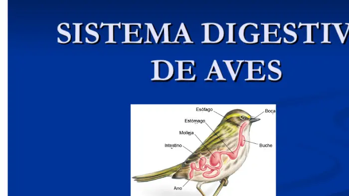a que estructura pertenece pajaros en la boca - Dónde se publicó Pájaros en la boca
