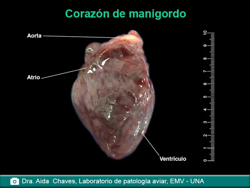 corazon del ave - Dónde se ubica el corazón de las aves