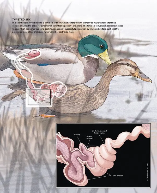a donde tienen los órganos reproductora kas aves - Dónde se ubican los órganos reproductores de las aves