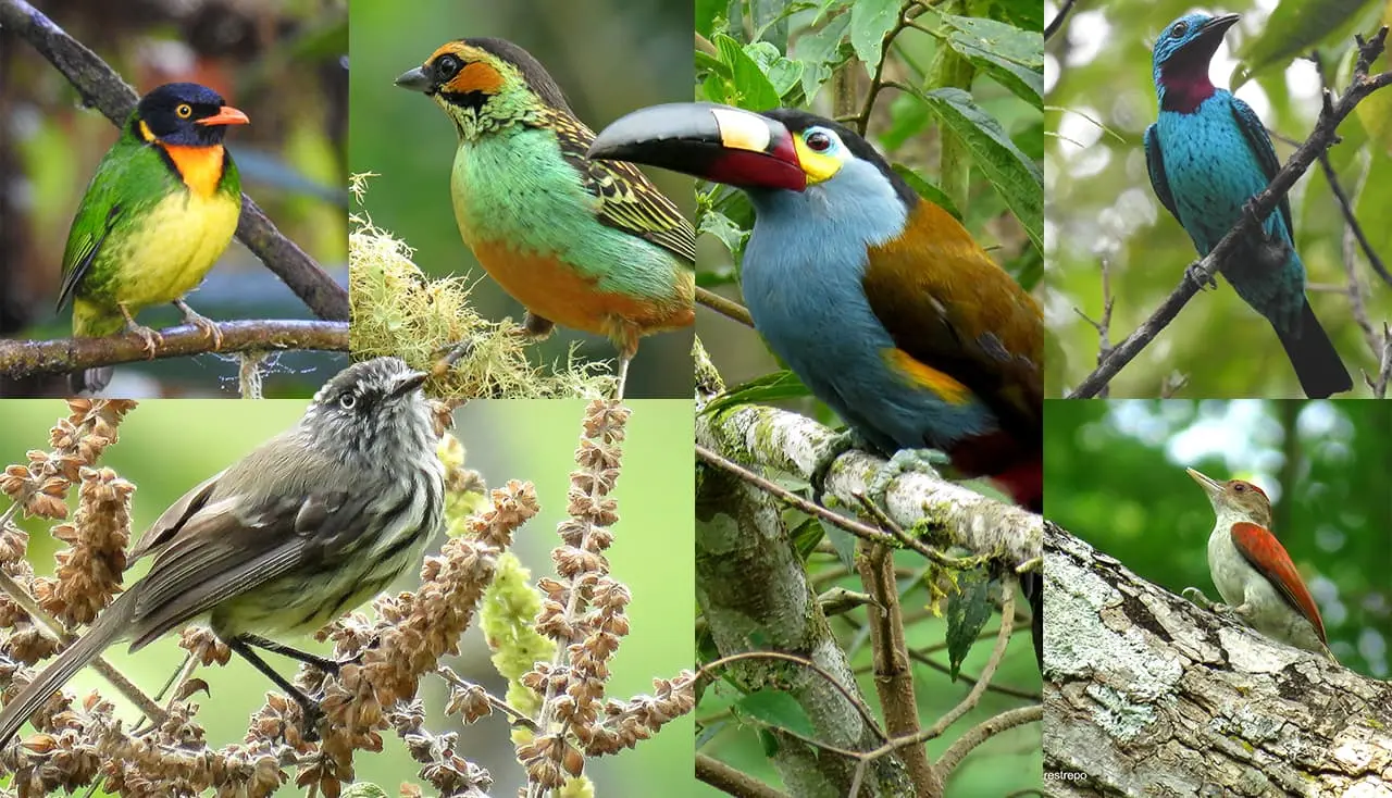 observacion de aves en colombia - Dónde ver aves en Colombia