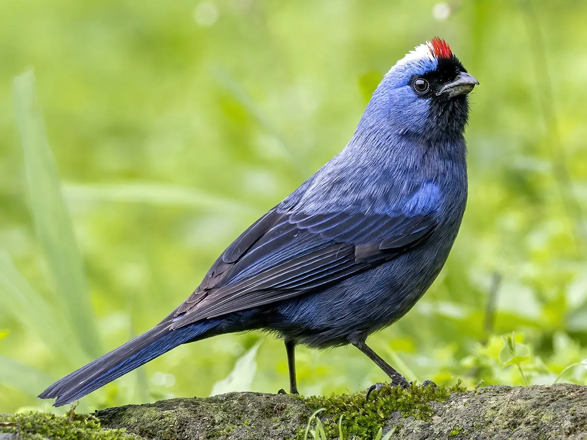 pajaro azul argentina - Dónde ver el pájaro azul