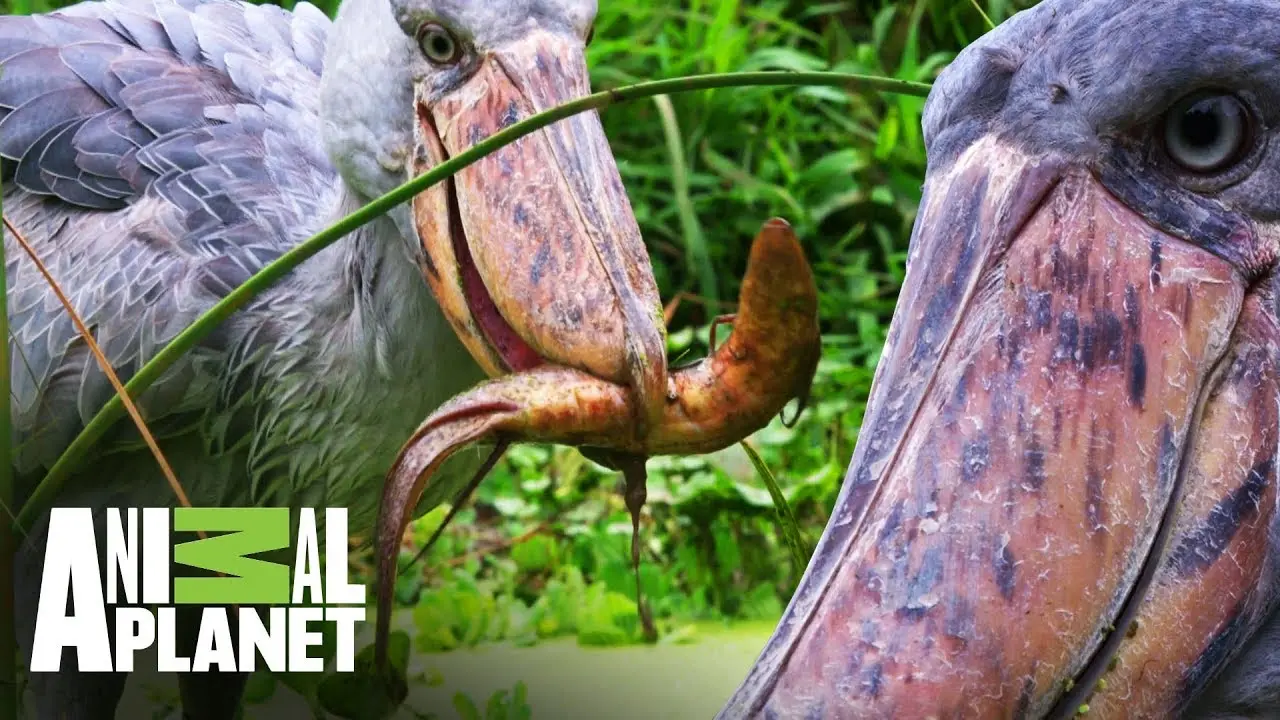 animal planet aves tejedoras del nilo - Dónde ver el picozapato