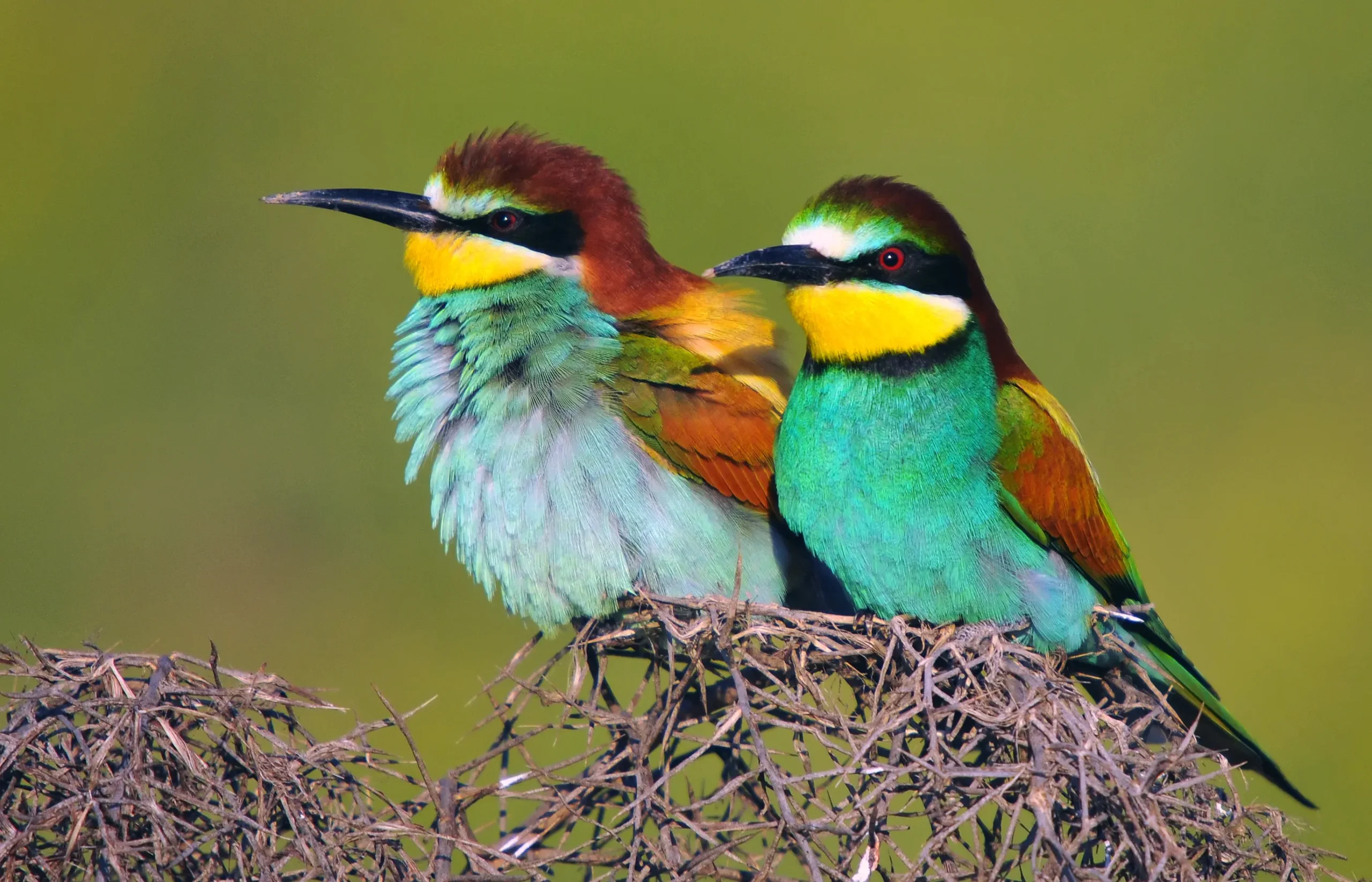 abejaruco pajaro cordoba argentina - Dónde vive el abejaruco