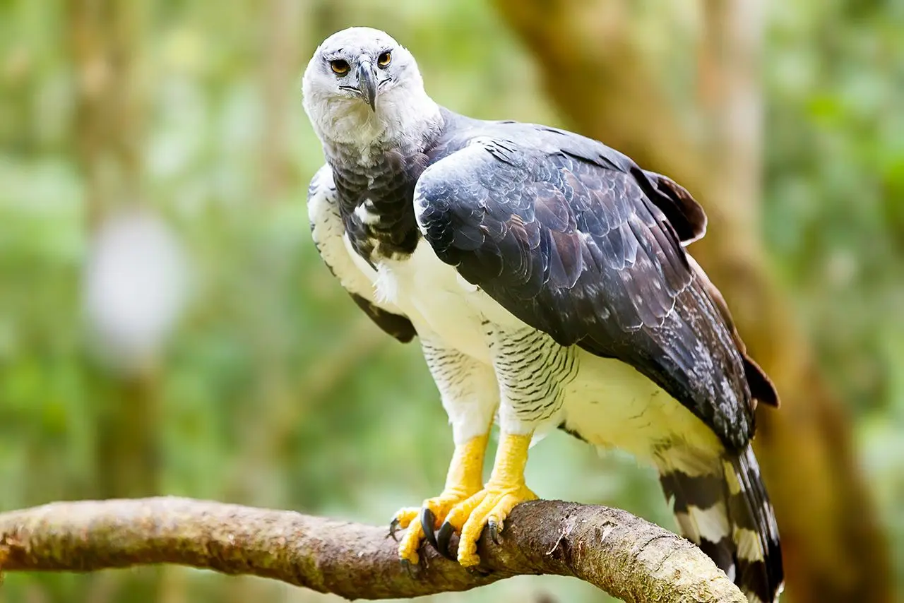 El ave arpía de Panamá: un símbolo nacional en peligro - Dónde vive el águila arpía de Panamá ave arpia de panama - Dónde vive el águila arpía de Panamá