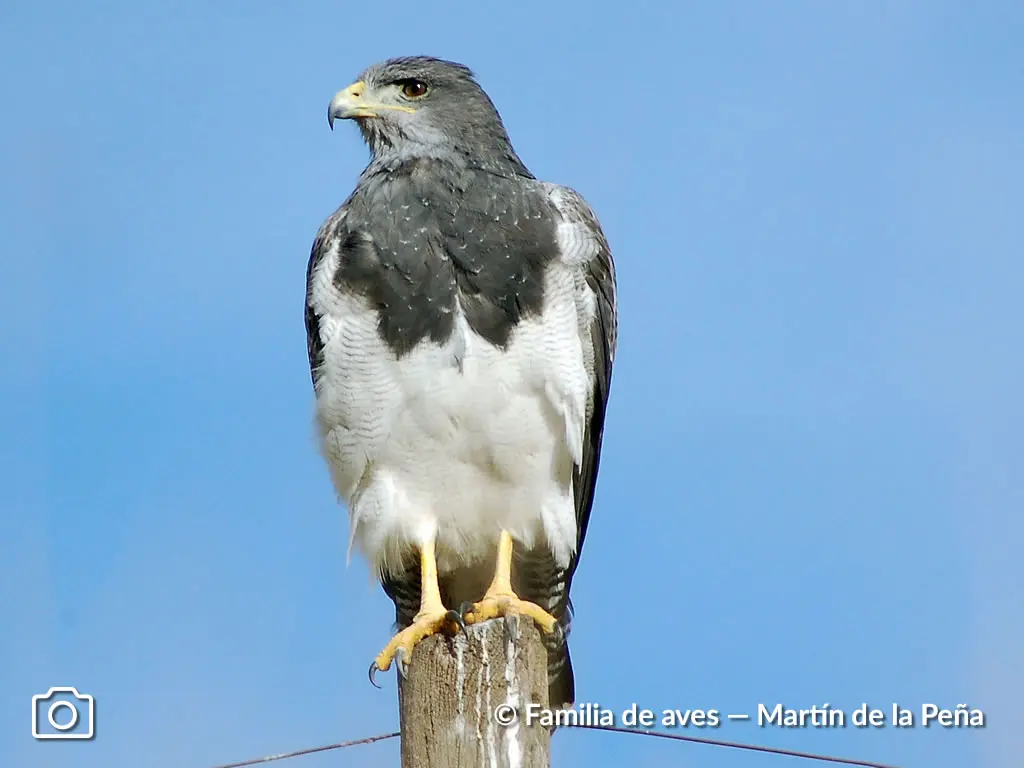 aguilas argentinas aves - Dónde vive el águila coronada