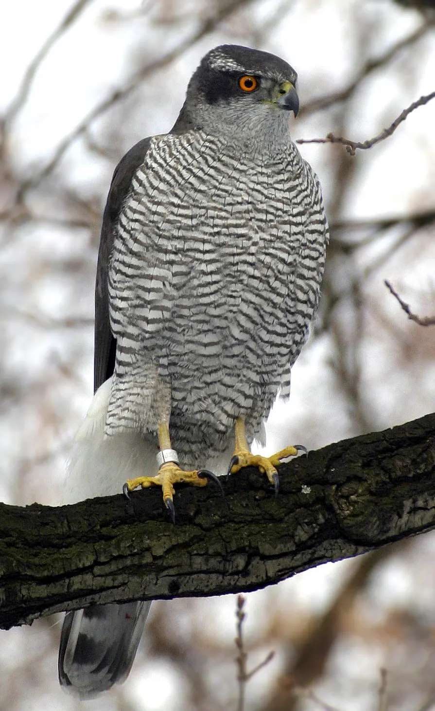 A qué tipo de aves asociarías al azor - Dónde vive el azor a qué tipo de aves asociarías al azor - Dónde vive el azor