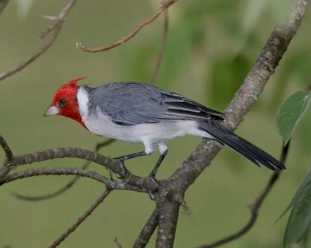 cardenal ave argentina - Dónde vive el cardenal argentino