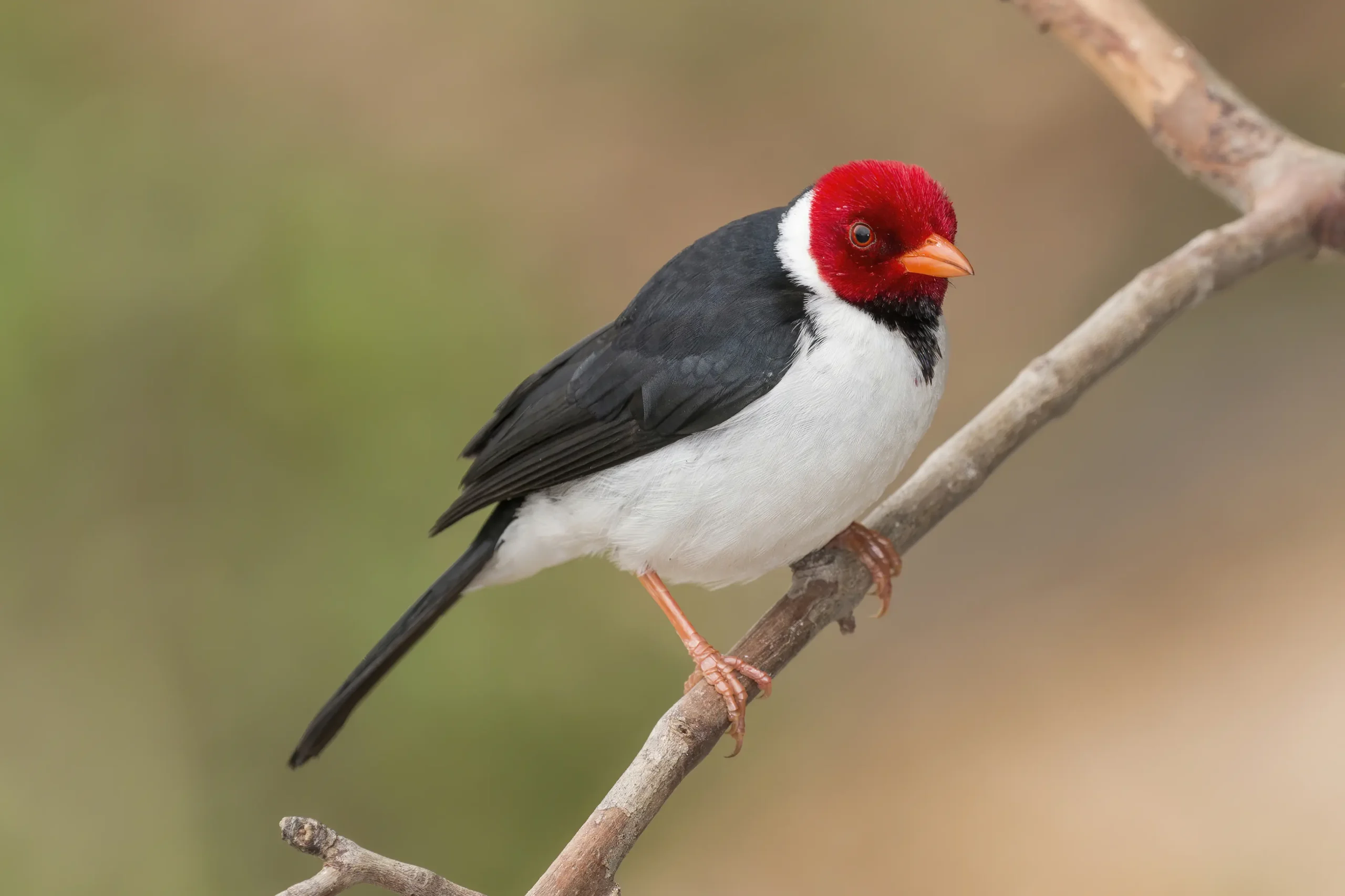 paroaria - Dónde vive el cardenal copete rojo
