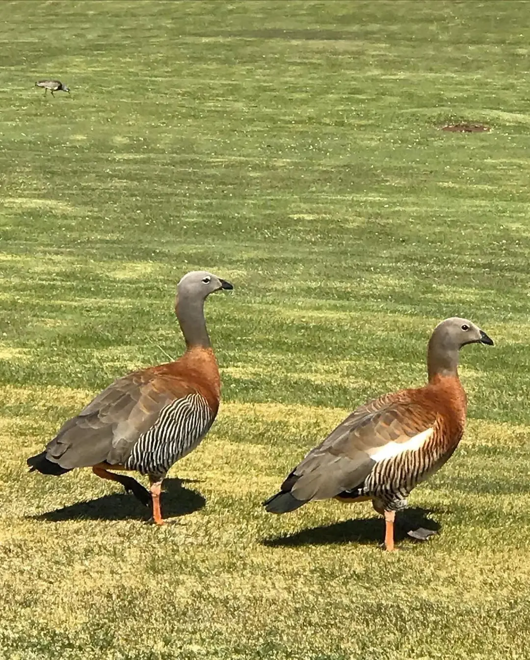 cauquenes aves - Dónde vive el Cauquén Colorado