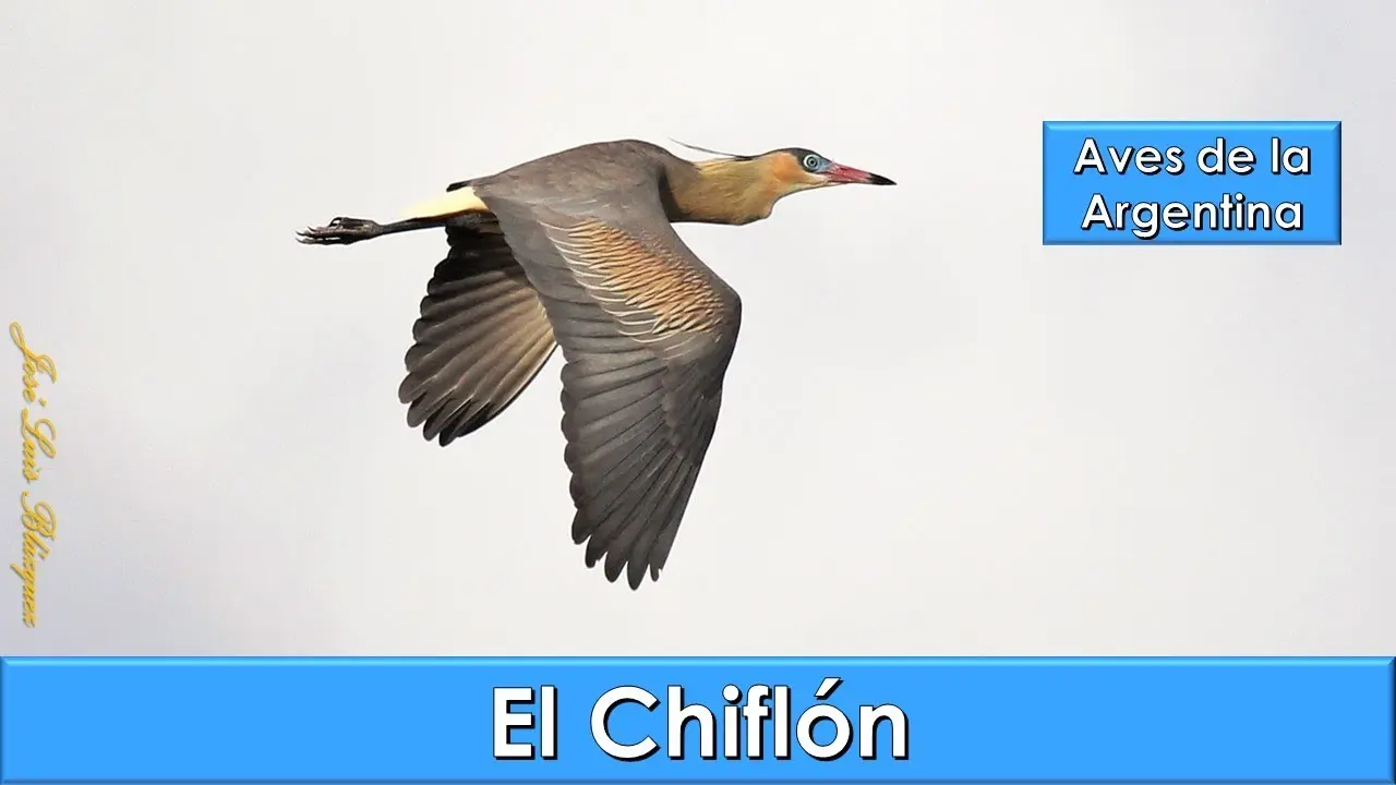 chiflón ave canto - Dónde vive el Chiflón