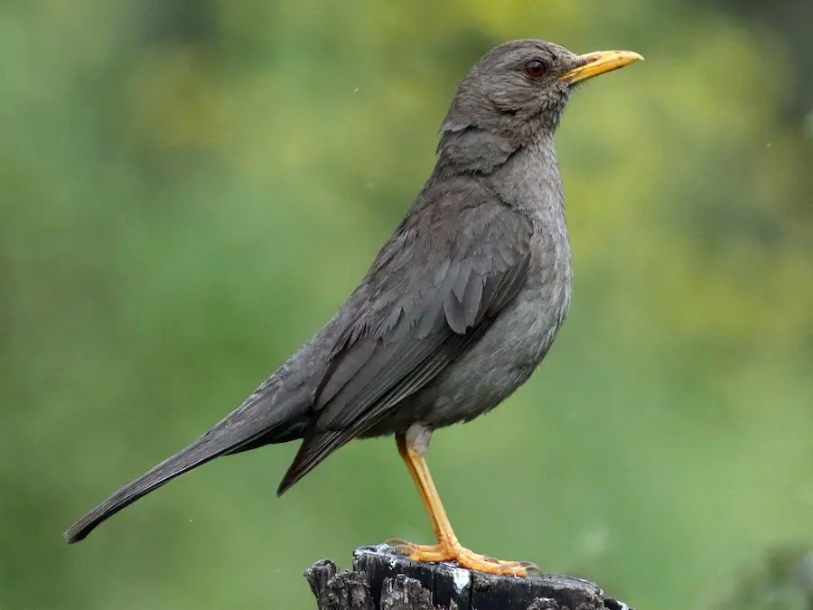 Ave Zorzal Chiguanco: Características, Hábitat y Conservación - Dónde vive el Chiguanco ave zorzal chiguanco - Dónde vive el Chiguanco