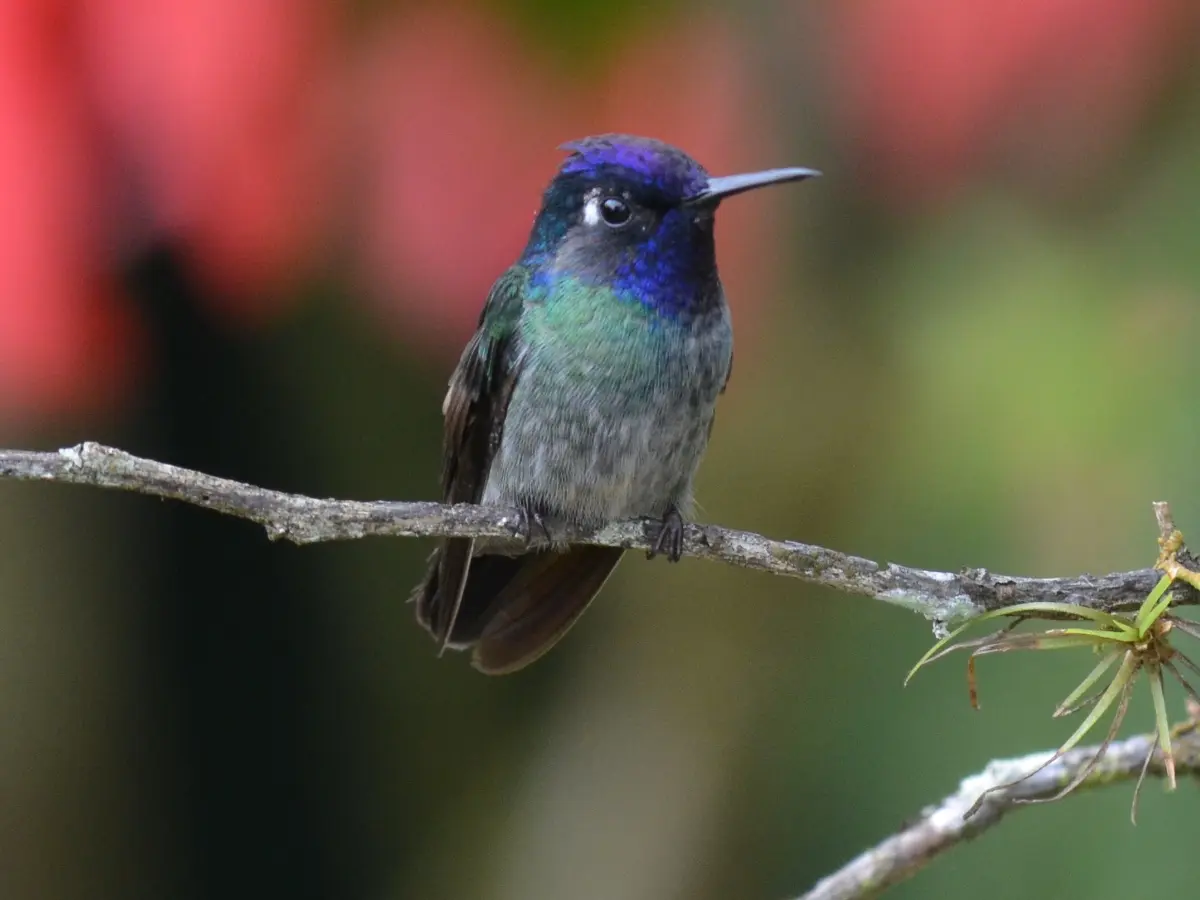 de donde proviene el pajaro violeta - Dónde vive el colibrí cabeza violeta