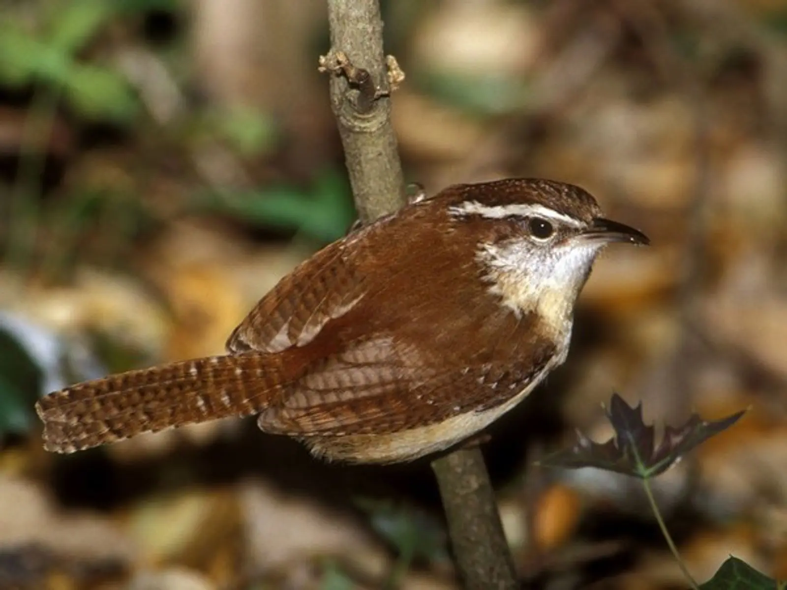 de que se alimentan los pajaros cucaracheros - Dónde vive el cucarachero