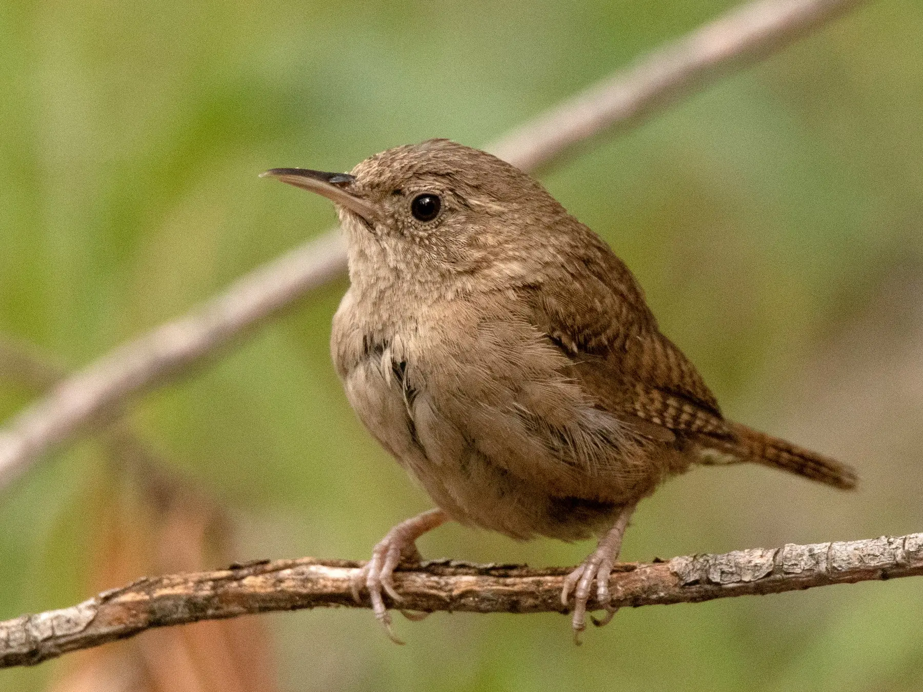 cucarachero pajaro - Dónde vive el cucarachero de pantano