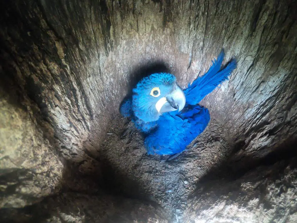 luego de los incendios nacen loros azules en bolivia - Dónde vive el guacamayo en Bolivia