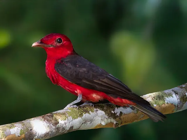 Ave Militar: La Guacamaya Verde - Dónde vive el guacamayo verde en Argentina ave militar - Dónde vive el guacamayo verde en Argentina