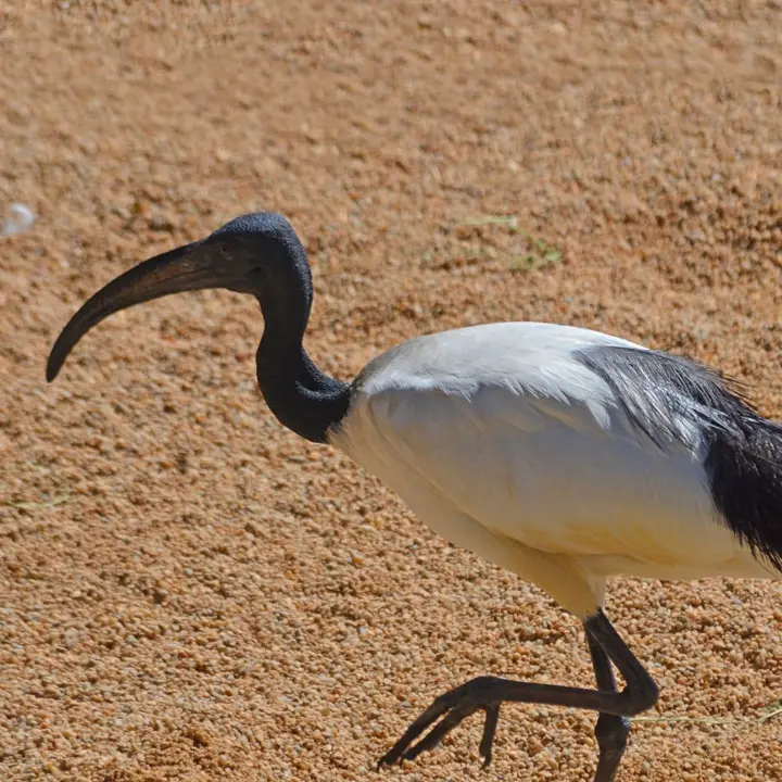 ibis rojo ave - Dónde vive el ibis