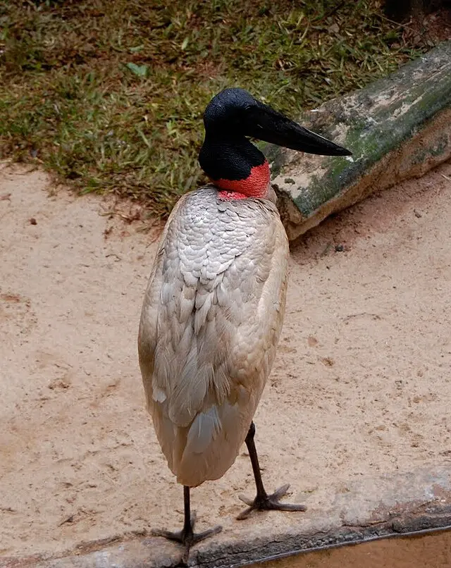 jabiru ave - Dónde vive el jabirú